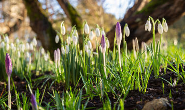 snowdrops garden p1012098