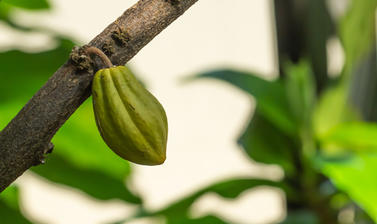 theobroma cocao  rainforest house  botanic garden  glasshouses