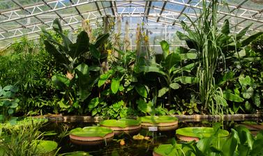 water lily house  botanic garden  summer