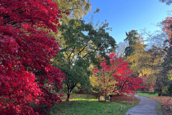 Autumnal image at Harcourt Arboretum