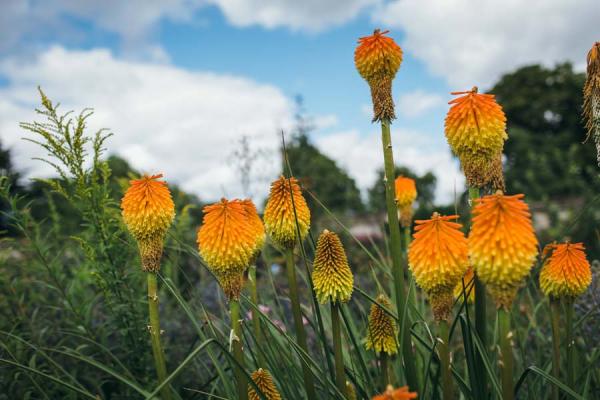 Lower Garden (Wallman Lo Res)