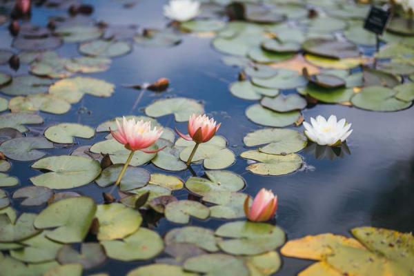 Lily Pond (Wallman Lo Res)