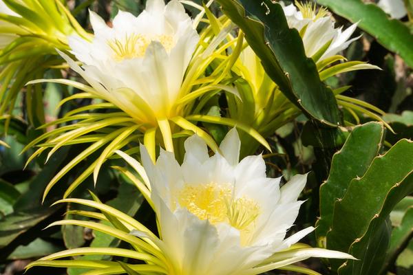 Queen of the night (Hylocereus undatus) - glasshouse - botanic garden 