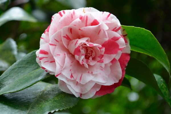 camellia flowering