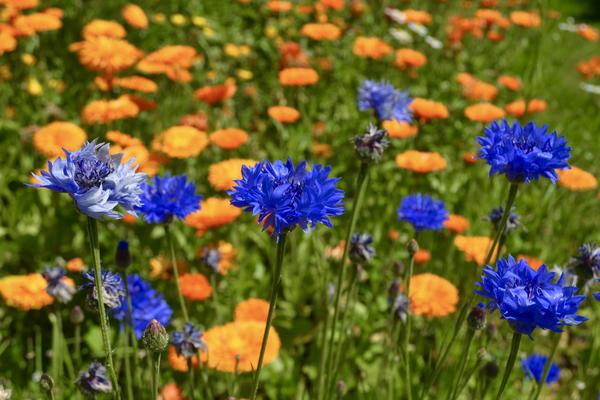 cornflowers