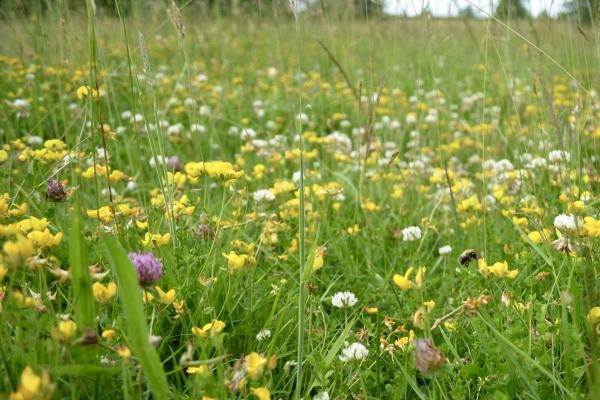 Wildflowers and Bee