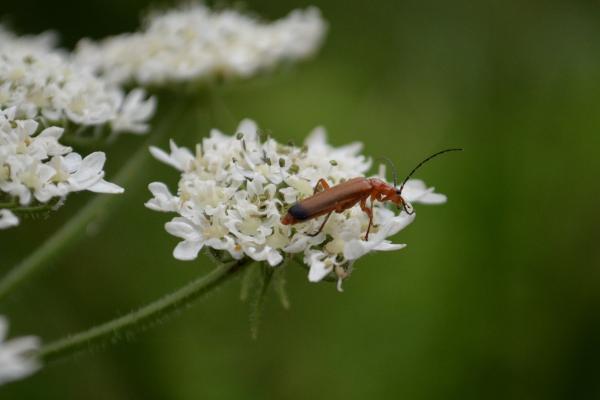 Cardinal Beetle