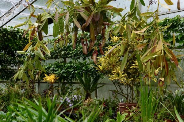 Nepenthes Pitcher Plant Lily House