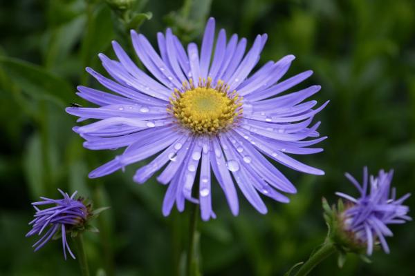 Purple Flower in the Herbaceous Border