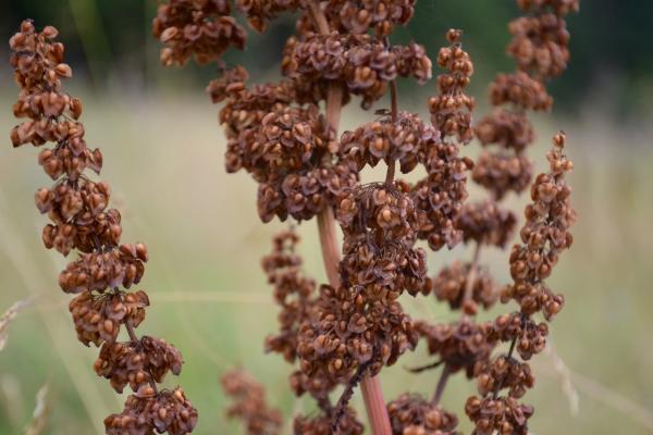 Seeds in the Meadow