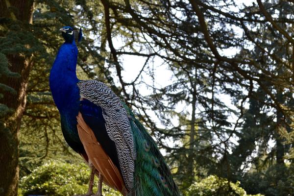 Peacock at the Arboretum