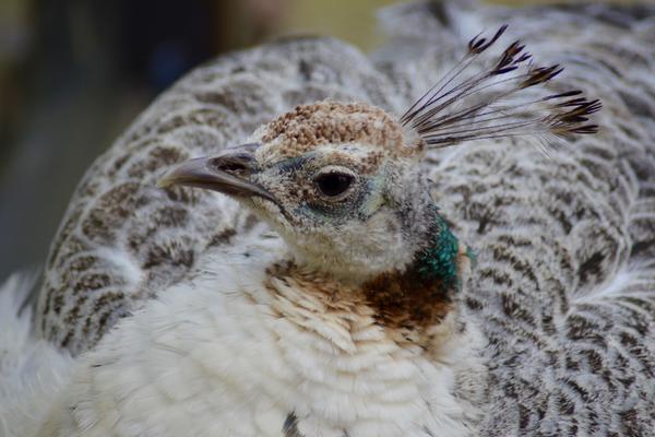 Peahen Peacock