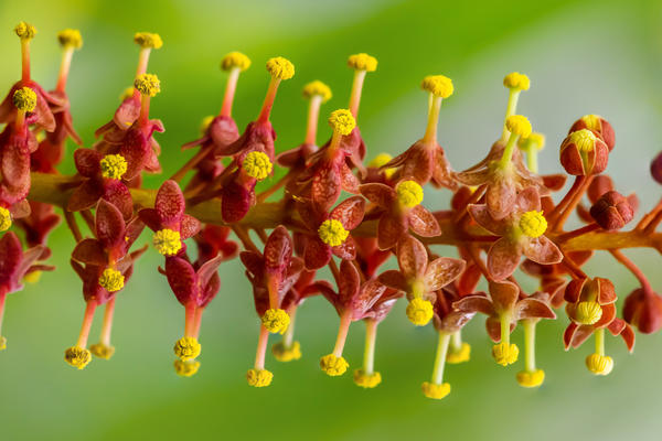 focus_stacked_nepenthes_flower-_glasshouses_-_botanic_garden_.jpg