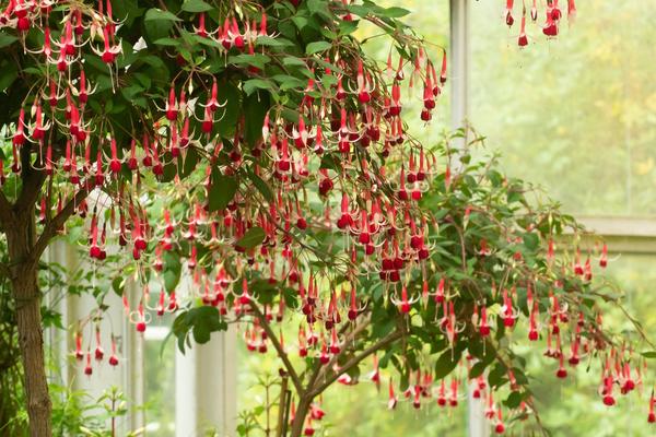 Conservatory at Oxford Botanic Garden