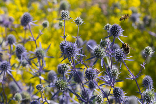 merton borders and bees at oxford botanic garden