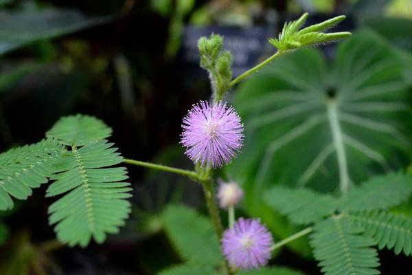 mimosa pudica and flower