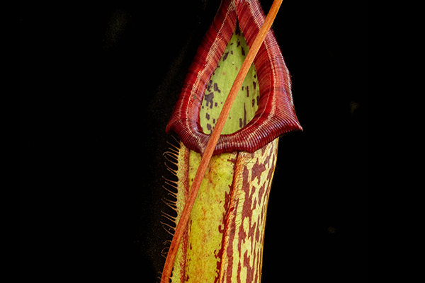 nepenthes