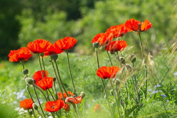 poppies