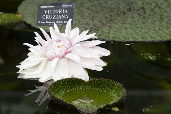 victoria cruziana  glasshouses  water lily house  botanic garden p1012288