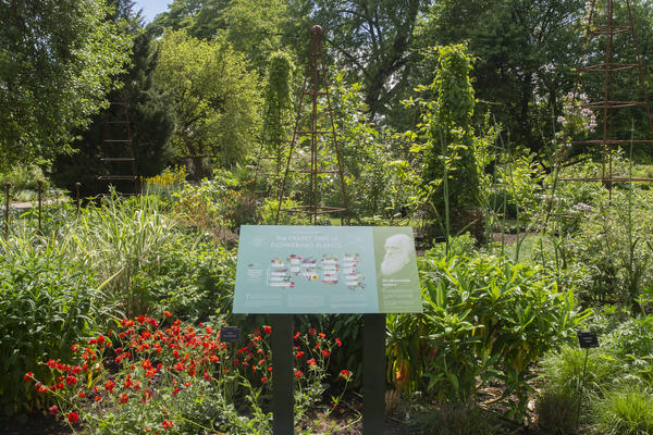 walled garden  taxonomic beds  interpretation  botanic garden