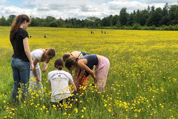 wildflower meadow school visit 21x