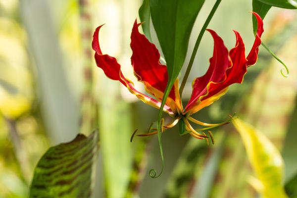 gloriosa superba at oxford botanic garden