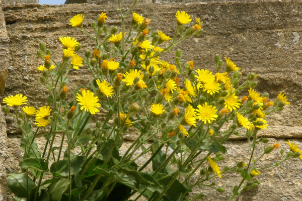 ragwort