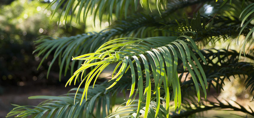 Wollemi pine - Harcourt Arboretum - Threatened Tree Trail 