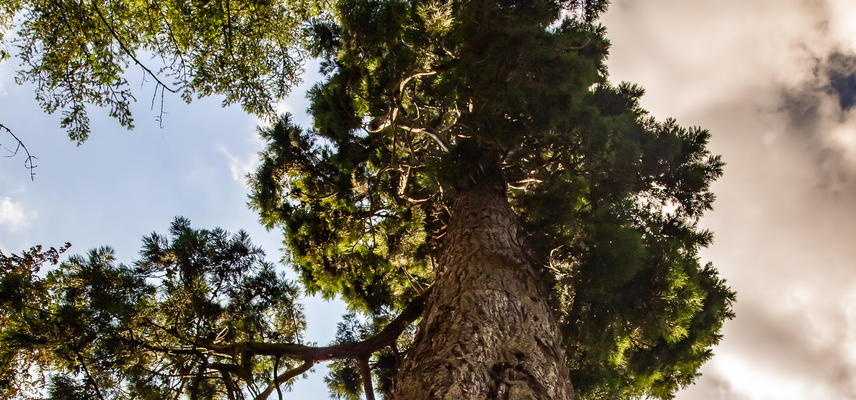 sequoiadendron giganteum - Giant redwood - Harcourt Arboretum 