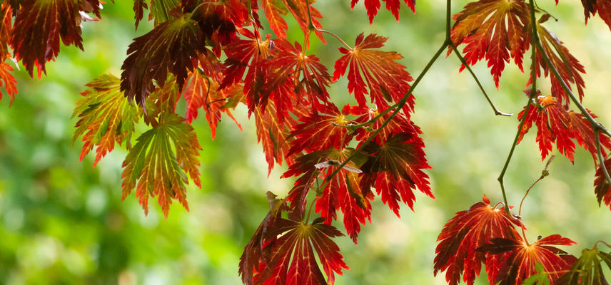 acer at the arboretum in autumn