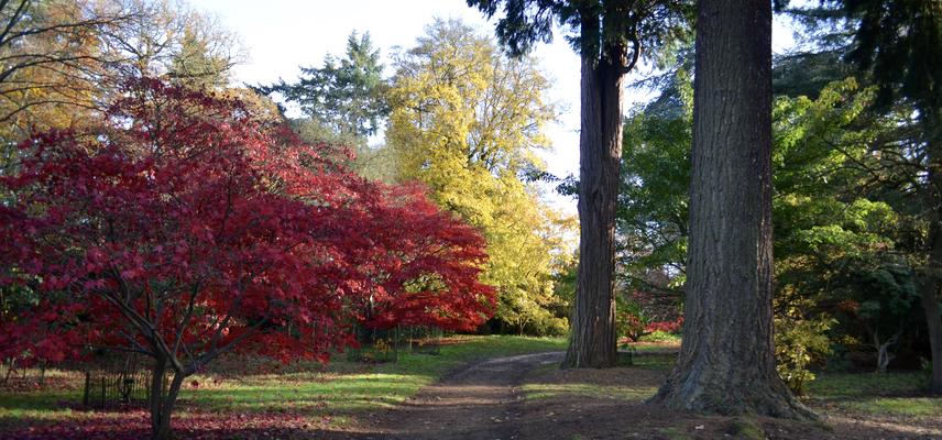 The Acer Glade in late autumn