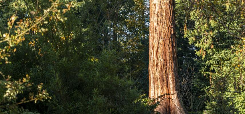 The trunk of a giant redwood in autumn light 