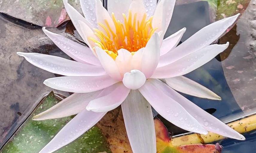 arc en ciel water lily