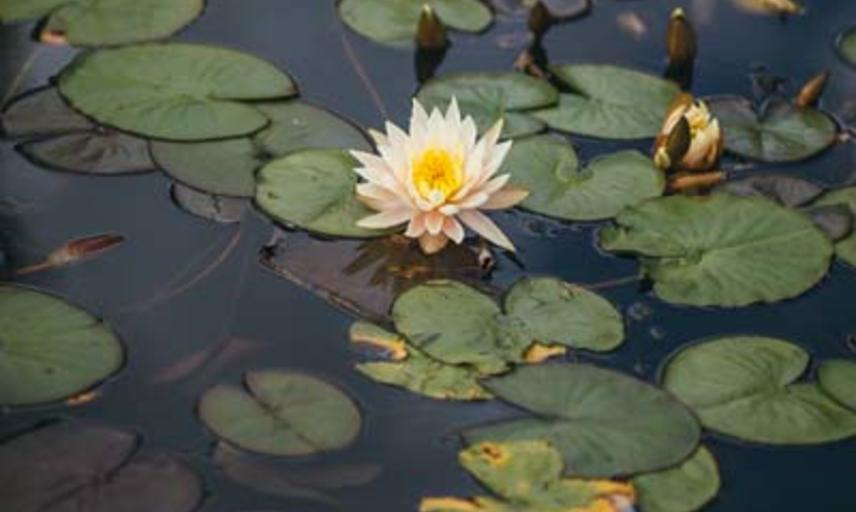Lily Pond (Wallman Lo Res)
