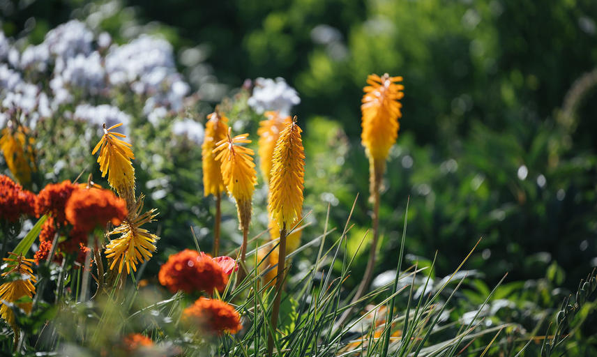 botanicgardensopeningbyianwallman 5236