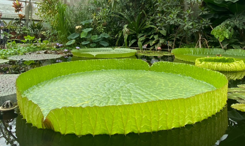 santa cruz waterlily