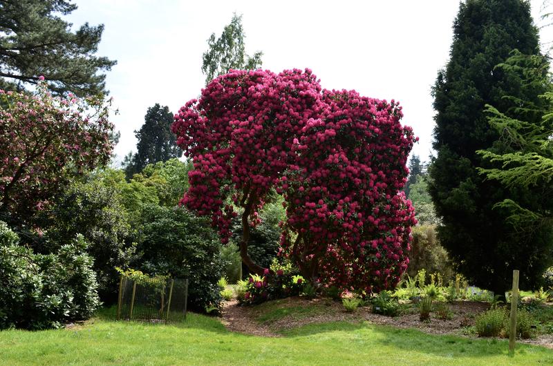 Rhododendron arboreum