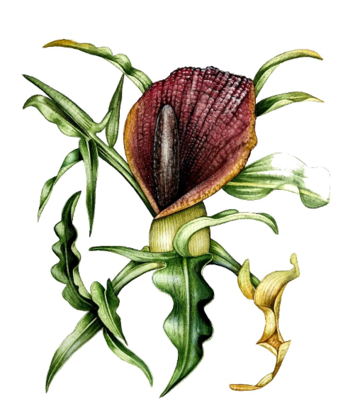 eminium spiculatum