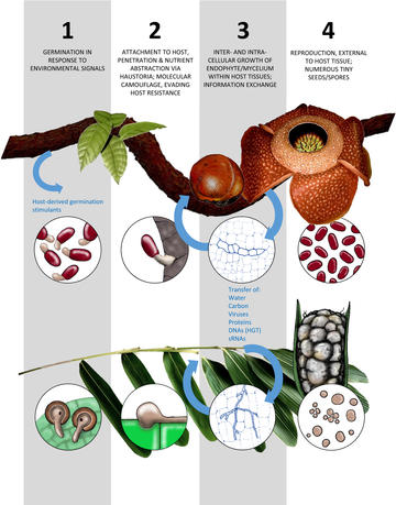 endoparasitic plant life cycle endoparasitic plant life cycle