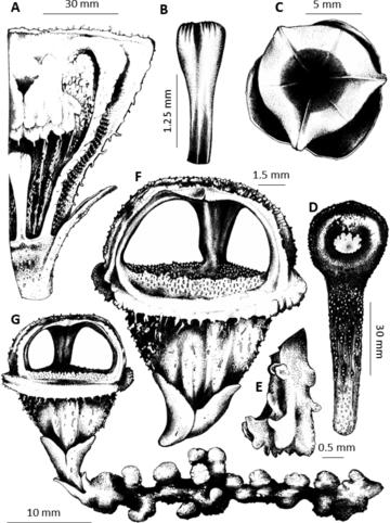 Thismia sitimeriamiae illustration Thismia sitimeriamiae illustration