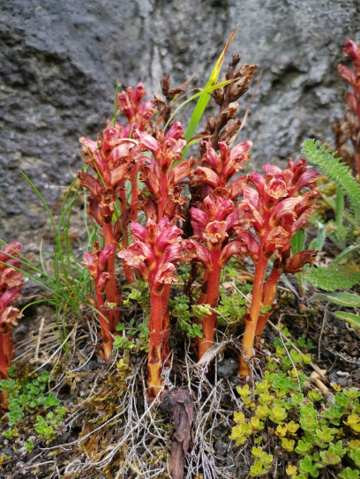 Orobanche alba growing wild in northern ireland orobanche alba growing wild in northern ireland