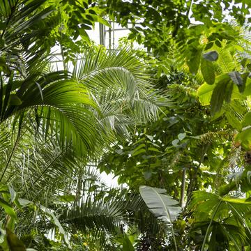 Rainforest house at Botanic Garden