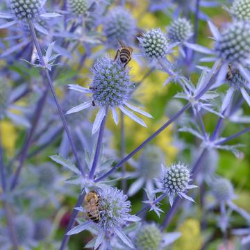 Merton Border