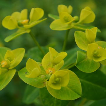 Euphorbia