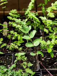 Greater water parsnip (Sium latifolium) in cultivation at OBG