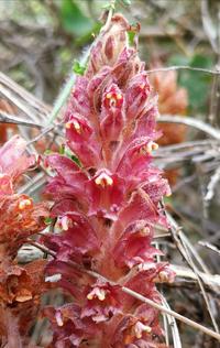 Orobanche rapum genistae hampshire