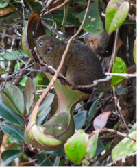 tree shrew